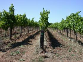 Temple Bruer Winery - Nambucca Heads Accommodation 0