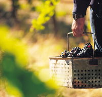 Burge Family Winemakers - Nambucca Heads Accommodation