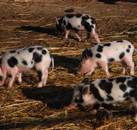 Will's Rare Breeds Farm - Nambucca Heads Accommodation