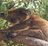 Mikkira Station - Nambucca Heads Accommodation