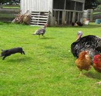 Echo Farm - Nambucca Heads Accommodation