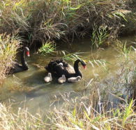 Tamar Island Wetlands Reserve and Interpretation Centre - Nambucca Heads Accommodation