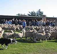 Curringa Farm - Accommodation and Farm Tours - Nambucca Heads Accommodation