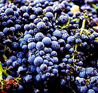 Laurel Bank Vineyard - Nambucca Heads Accommodation