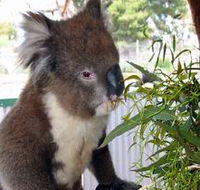 Glen-Forest Tourist Park - Nambucca Heads Accommodation