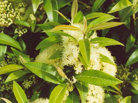 Tumbeela Native Bushfoods - Nambucca Heads Accommodation 0