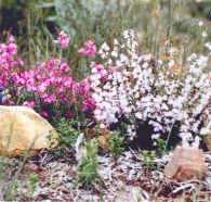 Stokes Bay Bush Garden - Nambucca Heads Accommodation
