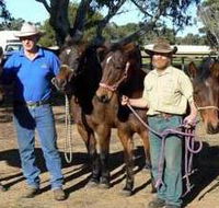 Coffin Bay Brumby Preservation Society Incorporated - Nambucca Heads Accommodation