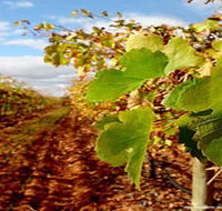Mirabella Vineyards - Nambucca Heads Accommodation