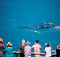 Whale Watching At Head Of Bight - Nambucca Heads Accommodation