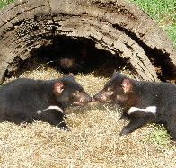Wing's Wildlife Park - Nambucca Heads Accommodation