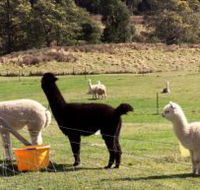 Maydena Country Cabins Accommodation  Alpaca Stud - Nambucca Heads Accommodation