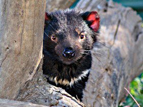 Trowunna Wildlife Sanctuary - Nambucca Heads Accommodation 0