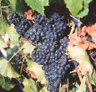 Darlington Vineyard - Nambucca Heads Accommodation