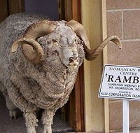 Tasmanian Wool Centre - Nambucca Heads Accommodation