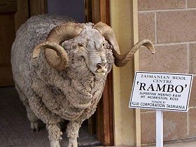 Tasmanian Wool Centre - Nambucca Heads Accommodation 0