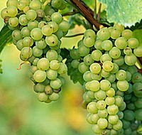 TP Vineyards - Nambucca Heads Accommodation