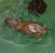Platypus House - Nambucca Heads Accommodation
