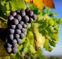 Panorama Vineyard - Nambucca Heads Accommodation