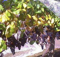 Palmara Vineyard - Nambucca Heads Accommodation