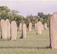 Magnetic Termite Mounds - Nambucca Heads Accommodation