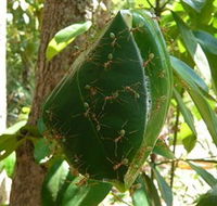 Greenant Creek Walk - Nambucca Heads Accommodation