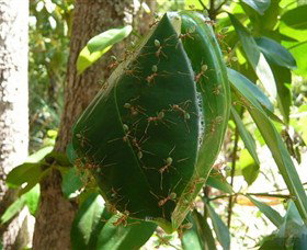 Greenant Creek Walk - Nambucca Heads Accommodation 0