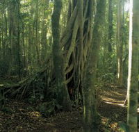 Lamington National Park Binna Burra Section - Nambucca Heads Accommodation