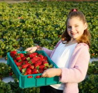 Strawberry Fields - Nambucca Heads Accommodation