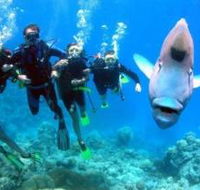 Jew Shoal Dive Site - Nambucca Heads Accommodation