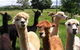 Banyandah Alpacas - thumb 0