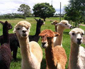 Banyandah Alpacas - Nambucca Heads Accommodation 0