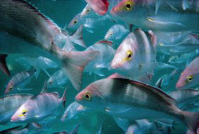 Nambucca Heads Accommodation