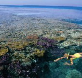 Split Bommie Dive Site - Nambucca Heads Accommodation