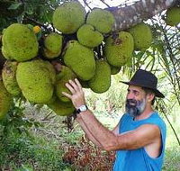 Cape Trib Exotic Fruit Farm - Nambucca Heads Accommodation