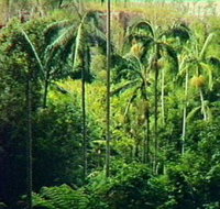 Fern Tree Pool and Giant's Chair Circuit - Nambucca Heads Accommodation