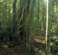 Mount Bithongabel - Nambucca Heads Accommodation
