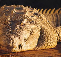 Koorana Crocodile Farm - Nambucca Heads Accommodation
