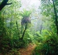 Lamington National Park Green Mountains Section - Nambucca Heads Accommodation