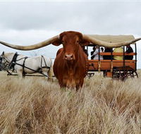 Texas Longhorn Wagon Tours and Safaris - Nambucca Heads Accommodation