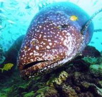 Lady Musgrave Island Dive Sites - Nambucca Heads Accommodation
