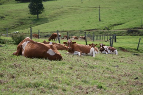 Maleny Dairies - Nambucca Heads Accommodation 4
