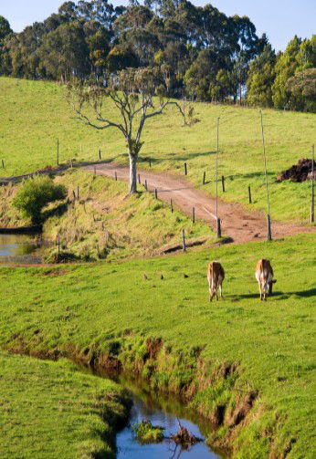 Maleny Dairies - Nambucca Heads Accommodation 6