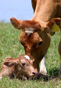 Maleny Dairies - Nambucca Heads Accommodation 7