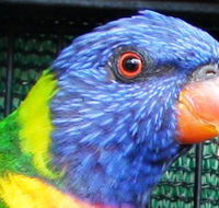 Fraser Coast Wildlife Sanctuary - Nambucca Heads Accommodation