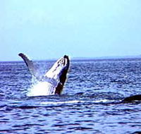 Whale Watching - Nambucca Heads Accommodation