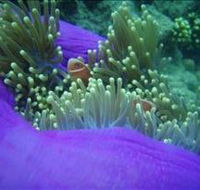 The Lady Bowen Dive Site - Nambucca Heads Accommodation