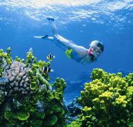Wheeler Reef Dive Site - Nambucca Heads Accommodation