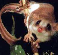 Carrowong Fauna Sanctuary - Nambucca Heads Accommodation