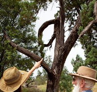 Charleville - Outback Native Timber Walk - Nambucca Heads Accommodation
